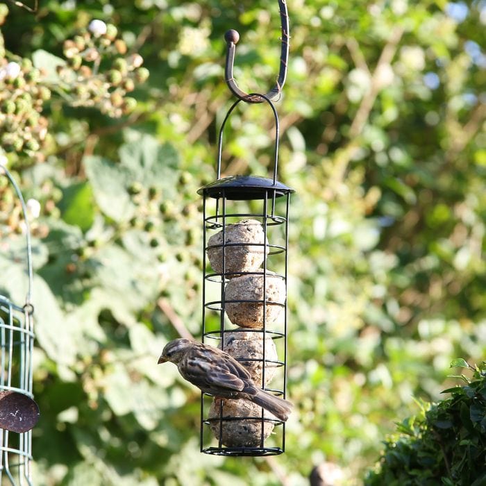 Spare and Square Garden Garden Fat Ball Bird Feeder BF21 - Buy Direct from Spare and Square